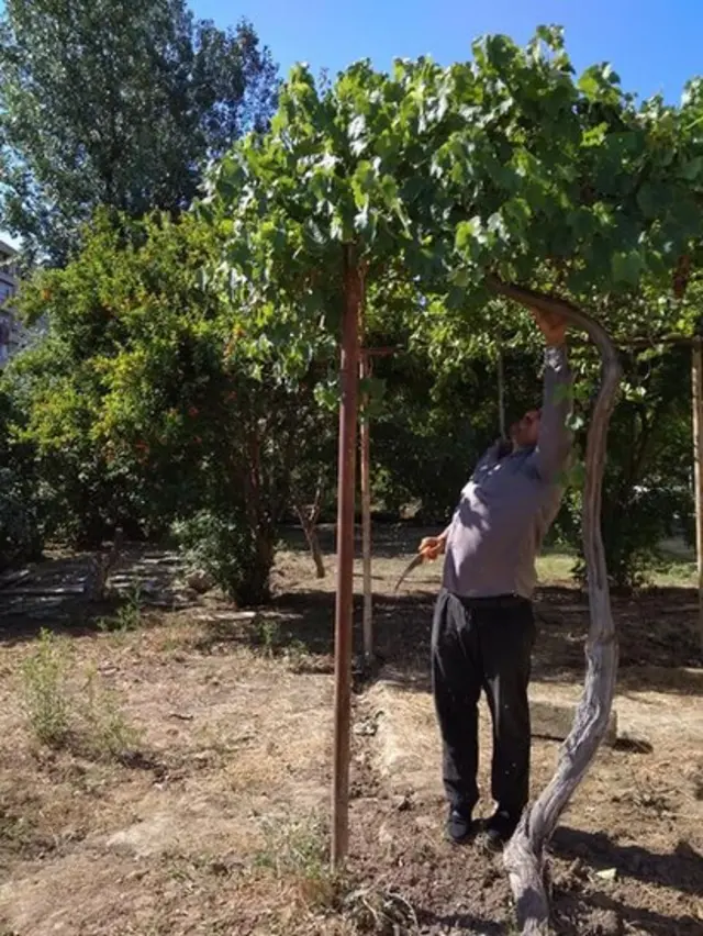 Ağacları kəsənlər