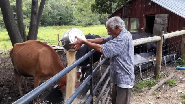 अमरीका में गौशाला