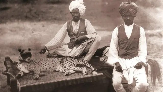 இந்தியாவுக்கு திரும்பவும் வருகிறது சிறுத்தைகள்: சிறுத்தைகளை வளர்த்து வேட்டைக்குப் பயன்படுத்திய கோலாப்பூர்வாசிகள்