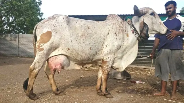 ગાયનો ફોટો