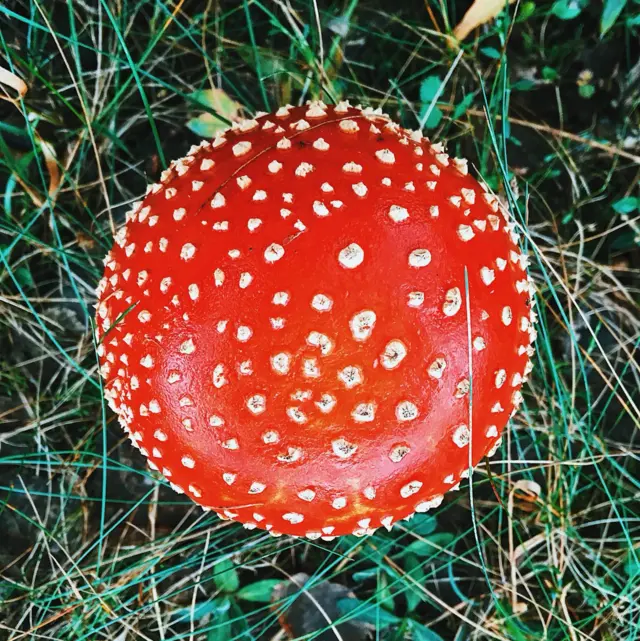 "Оттенки осени"