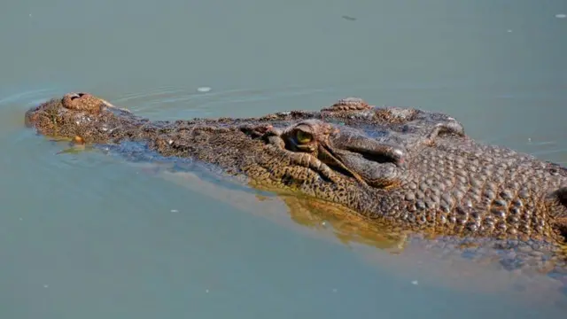 تمساح المياه المالحة