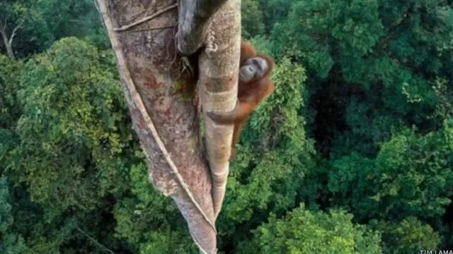 Foto orangutan yang sedang memanjat pohon memenangkan kompetisi Wildlife Photographer of the Year 2016.