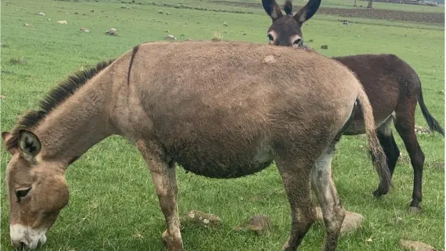 ሳር የሚግጡ አህዮች