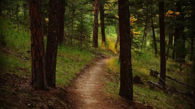 Foto de un lector de BBC Mundo por el tema "bosques"