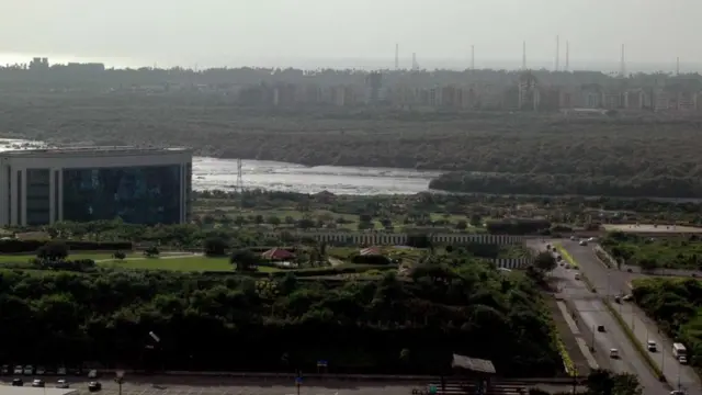 मॅनग्रोव्हज्