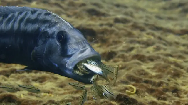 慈鲷鱼宝宝出世了