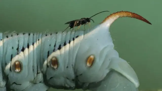 الدبابير الطفيلية