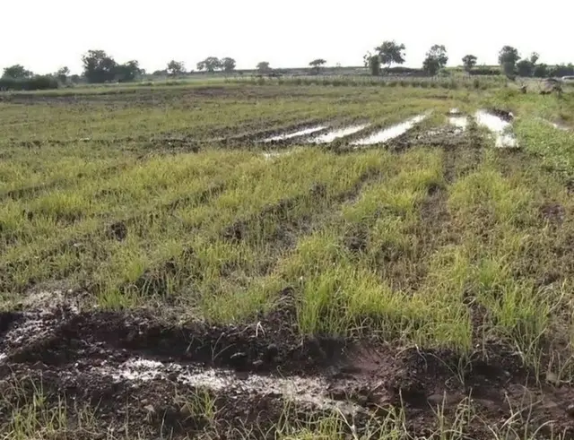 ఉల్లిపాయల ధరల పెరుగుదల