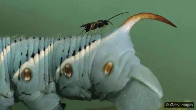 Vespa parasita (Cotesia congregata)
