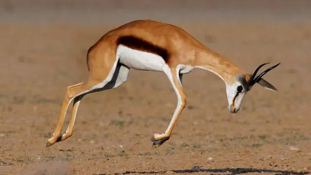 Спрингбок (Antidorcas marsupialis) - африканская антилопа-прыгун
