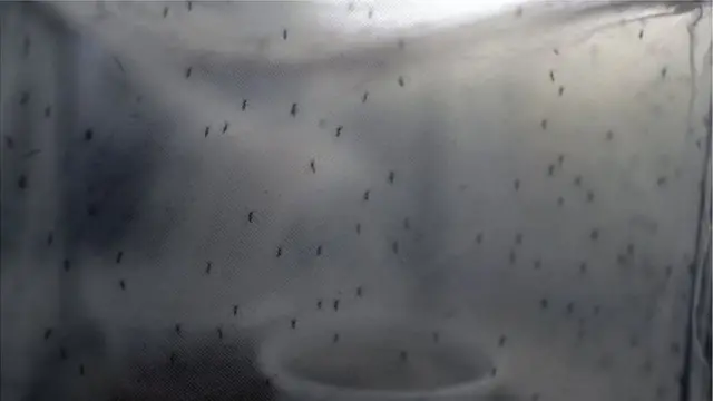 চিকুনগুনিয়া ভাইরাস থেকে বাঁচতে মশারি ব্যবহারের পরামর্শ দিচ্ছেন চিকিৎসকরা