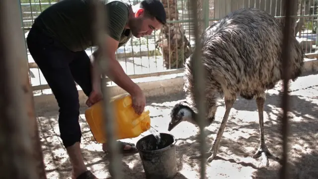 Сотрудник зоопарка со страусом
