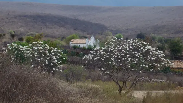 Caatiga, árvore e casa