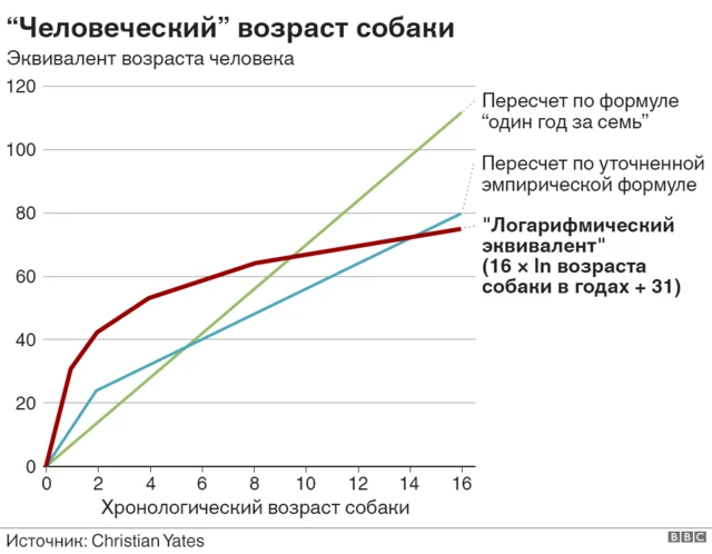 "Человеческий" возраст собаки