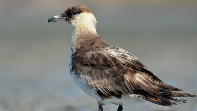 துருவப் பகுதியில் மட்டுமே காணப்படும் அரியவகைப் பறவை தமிழ்நாட்டுக்கு வந்தது எப்படி?