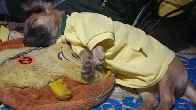 Bé chó này được vợ anh Hùng mặc áo