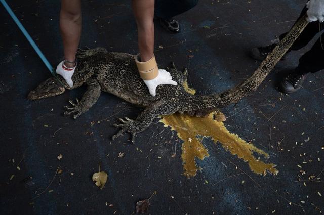 Officials catch a monitor lizard at Lumpini Park in Bangkok