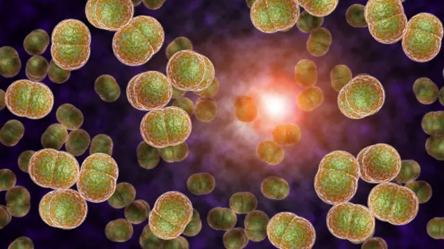 La bacteria de la meningitis meningocócica