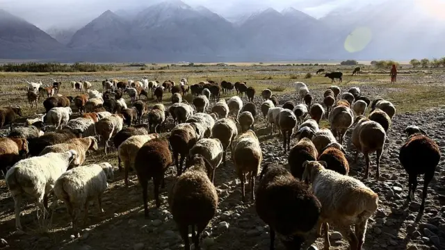 د پامیر د لوړو څوکو اوسېدونکي وايي، ګوزاره یې په مالدارۍ ده او نور عاید نه لري.