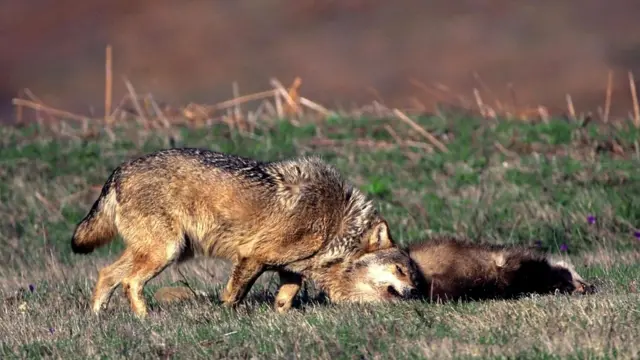 Серый волк трется о дохлого барсука