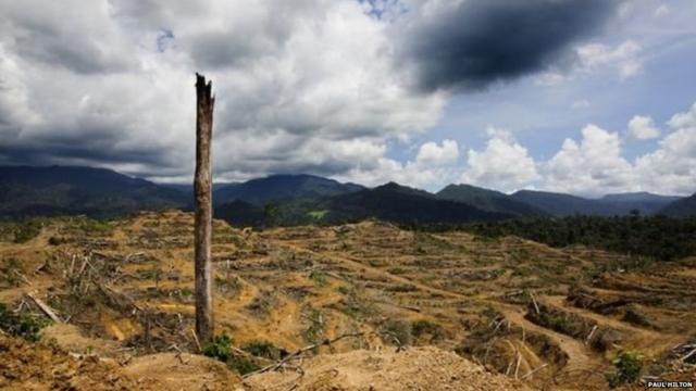 इंडोनेशिया में हुई जंगलों की कटाई