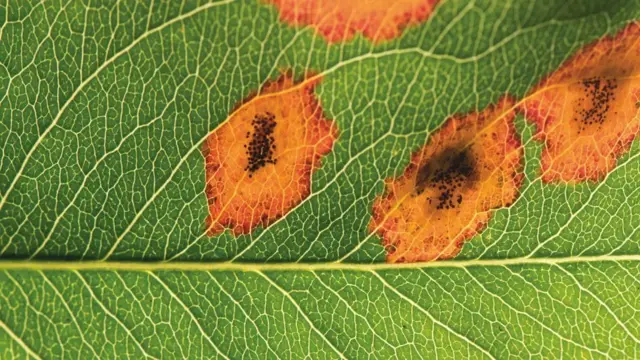 Грибок іржі