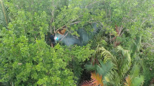 Suheri mengambil madu di pohon dengan menggunakan perlengkapan pelindung muka dan tongkat asap.