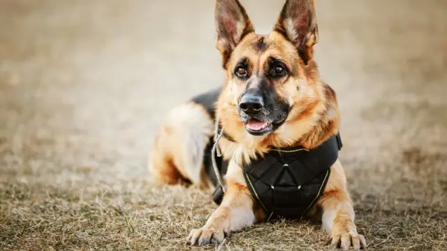 Держим пари, чувство юмора есть даже у немецких овчарок