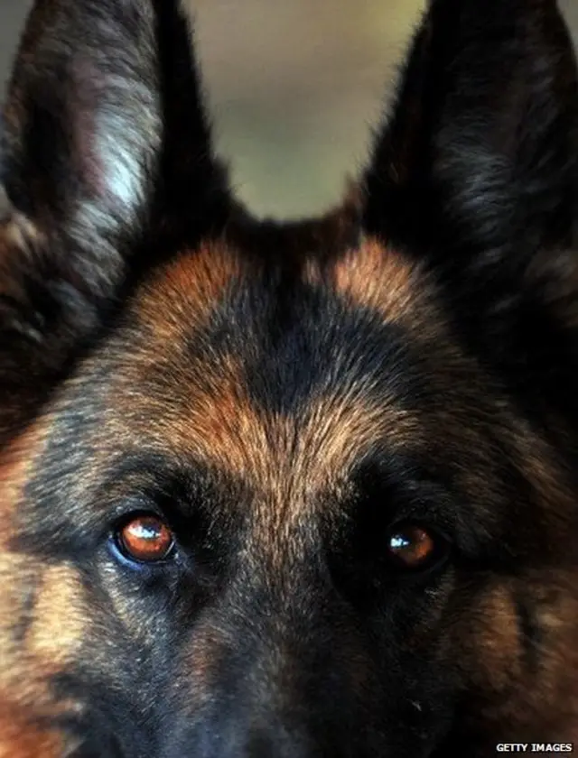 සුනඛයෙක්