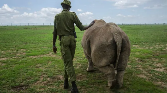 Najin or Fatu being led into a pasture by a caretaker