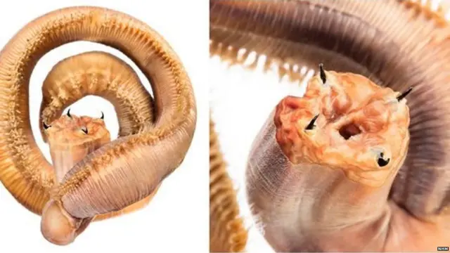 ब्लडवर्म