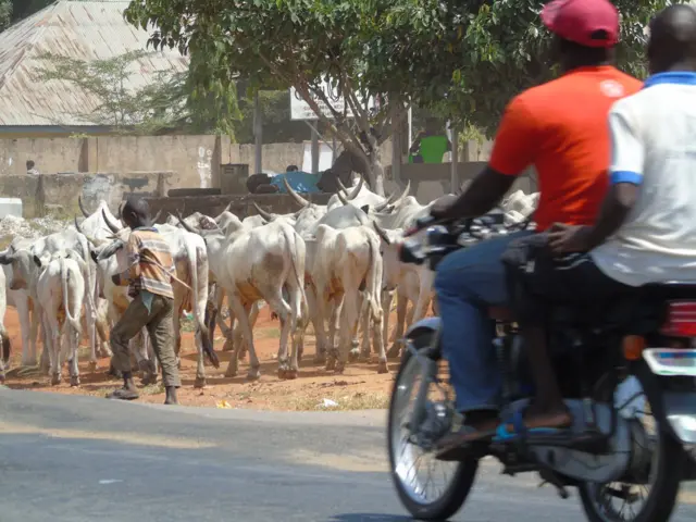 Benue Anti-grazing law