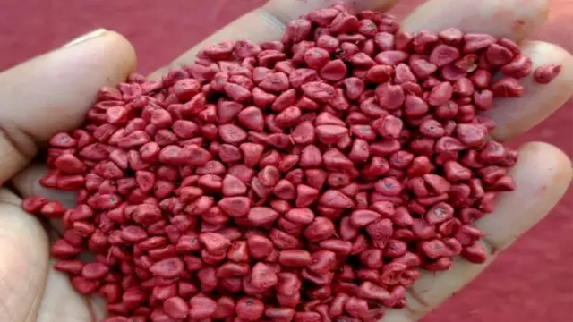 అనాటో మొక్క గింజలు