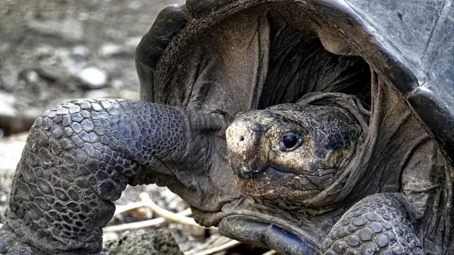 गैलापागोस प्रजाति का कछुआ