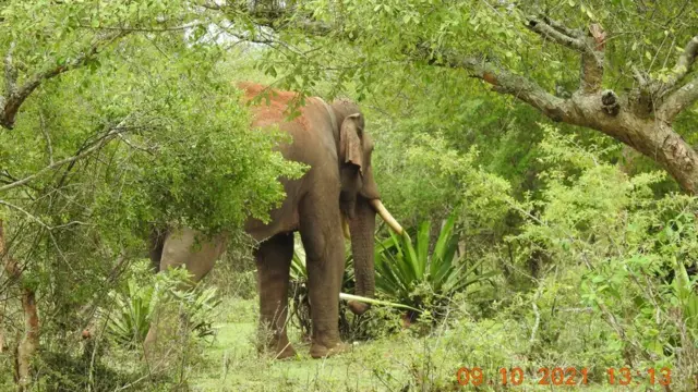 రివాల్డో
