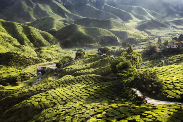 Tea Farm Sunset by Theam Meng Sea