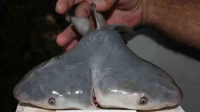 Этот эмбрион бычьей акулы с двумя головами был найден в Мексиканском заливе