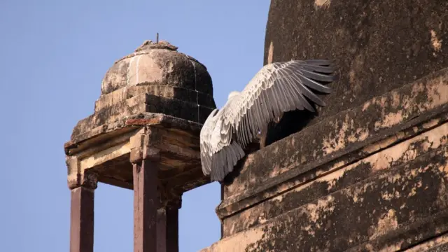 ভারতের মধ্য প্রদেশের এক প্রাচীন ভবনে আশ্রয় নিয়েছে একটি শকুন।
