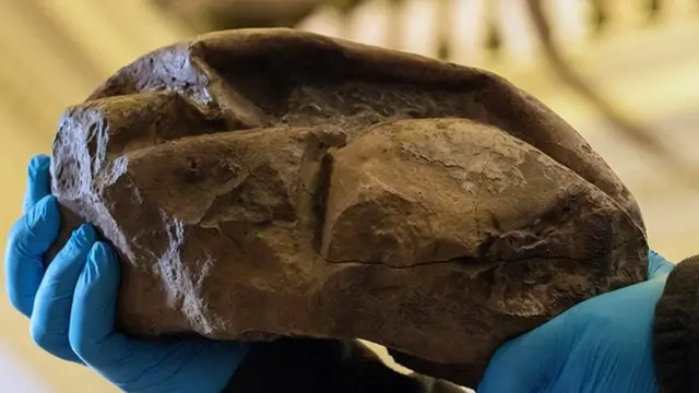 Долгое время археологи называли окаменелость "этой штуковиной"