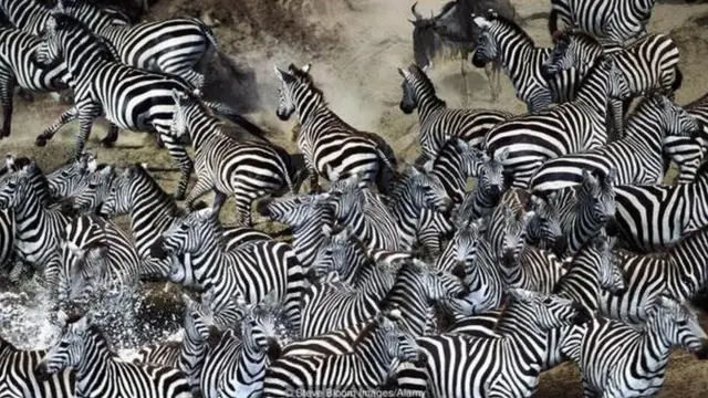 Zebras