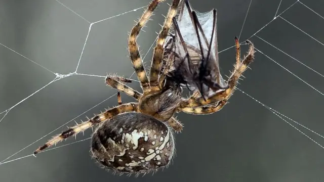 சிலந்தி