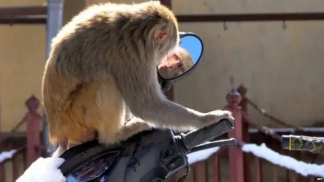 ਸ਼ਿਮਲਾ ਵਿੱਚ ਬਾਂਦਰਾਂ ਦੀ ਵੱਧਦੀ ਆਬਾਦੀ