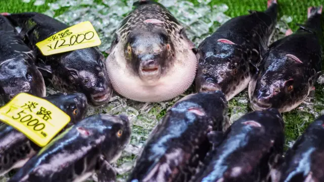 Fugu em mercado no Japão