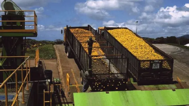 Caminhões da Del Oro com laranjas