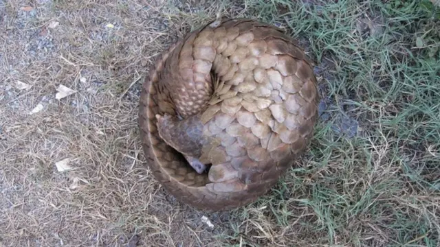 穿山甲（世界野生动物基金会图片）