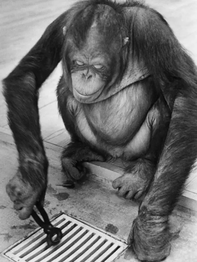 орангутанг