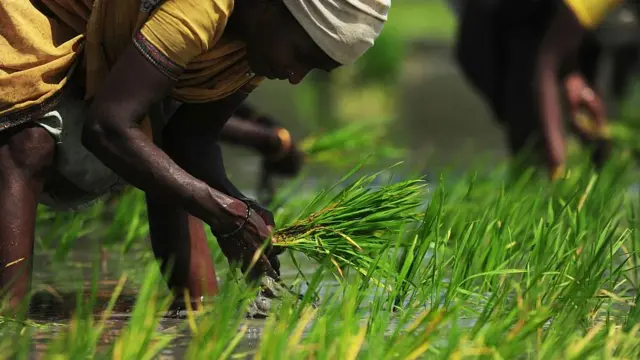 சம்பா சாகுபடியில் கடும் வீழ்ச்சி