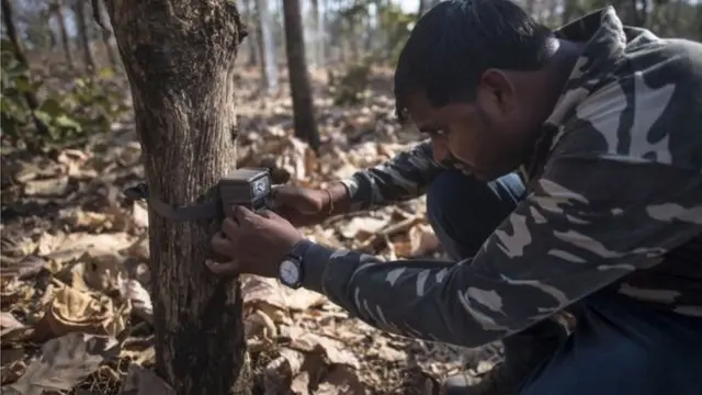పులి పిల్లలు ఏమవుతాయి