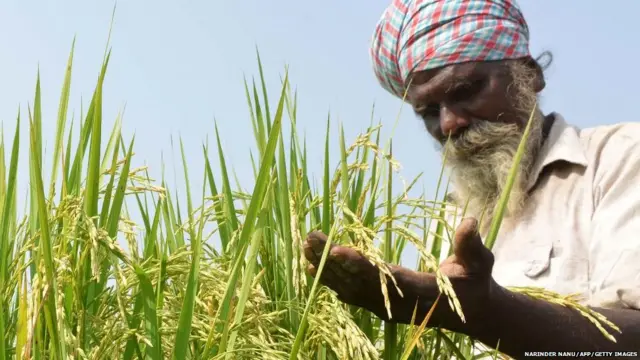 ਖੇਤੀਬਾੜੀ